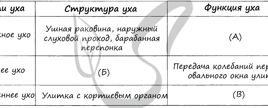 ПРОАНАЛИЗИРУЙТЕ ТАБЛИЦУ СТРОЕНИЕ УХА ЗАПОЛНИТЕ ПУСТЫЕ ЯЧЕЙКИ ТАБЛИЦЫ ИСПОЛЬЗУЯ ТЕРМИНЫ ПРИВЕДЕННЫЕ В