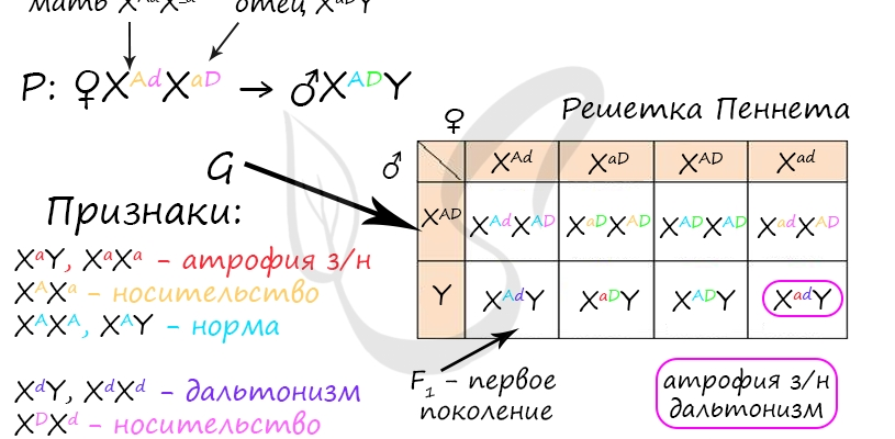 МОНОГОМОЗИГОТНАЯ ЖЕНЩИНА