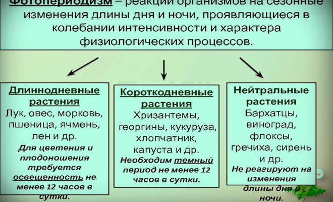 ФОТОПЕРИОДИЗМ ЕГЭ